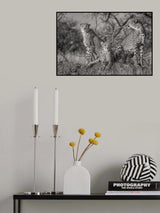 Three Cats Poster och Canvastavla