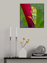 Agalychnis callidryas Poster och Canvastavla