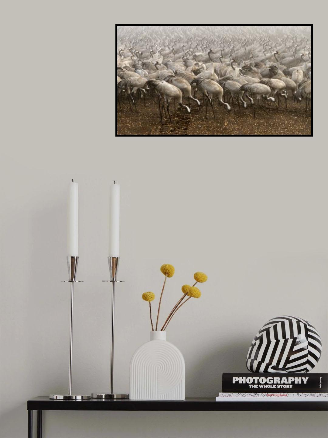 the cranes Poster och Canvastavla