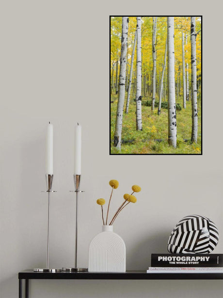 Yellow Birchs vertical Poster och Canvastavla
