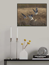 White-tailed kite training her three juvenile Poster och Canvastavla