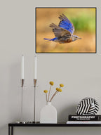 Western Blubird in Flight Poster och Canvastavla