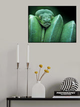 snake (GTP / Green Tree Python) Poster och Canvastavla