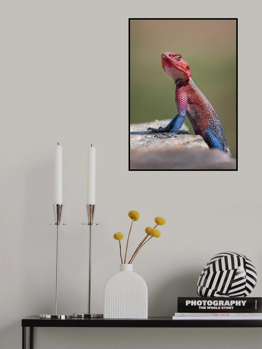 Red-Headed Rock Agama in Kenya Poster och Canvastavla