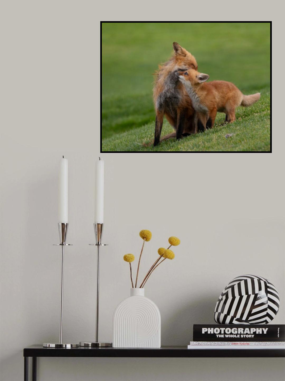 Red fox Poster och Canvastavla