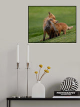 Red fox Poster och Canvastavla