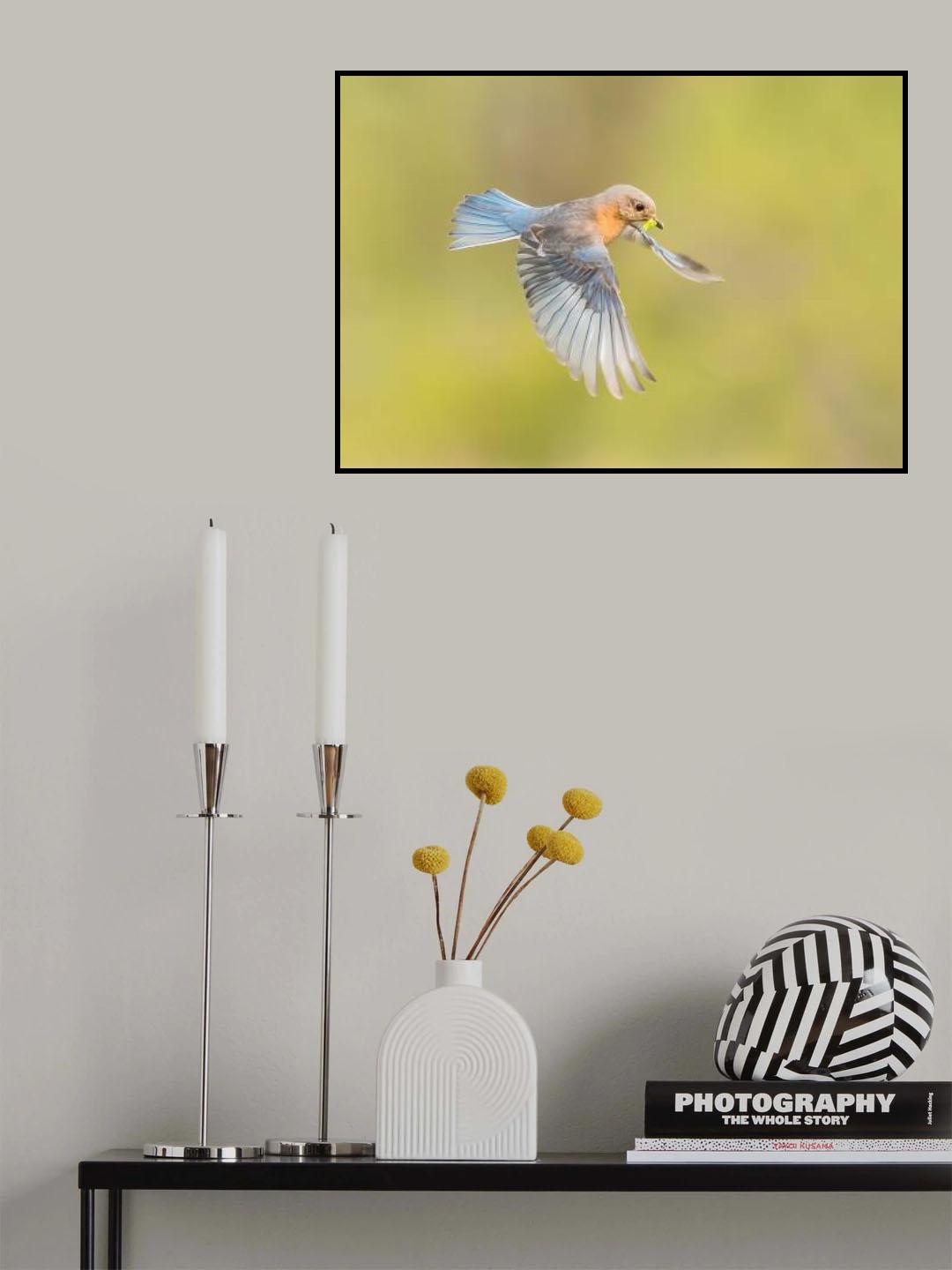 On the way to feed baby birds! Poster och Canvastavla