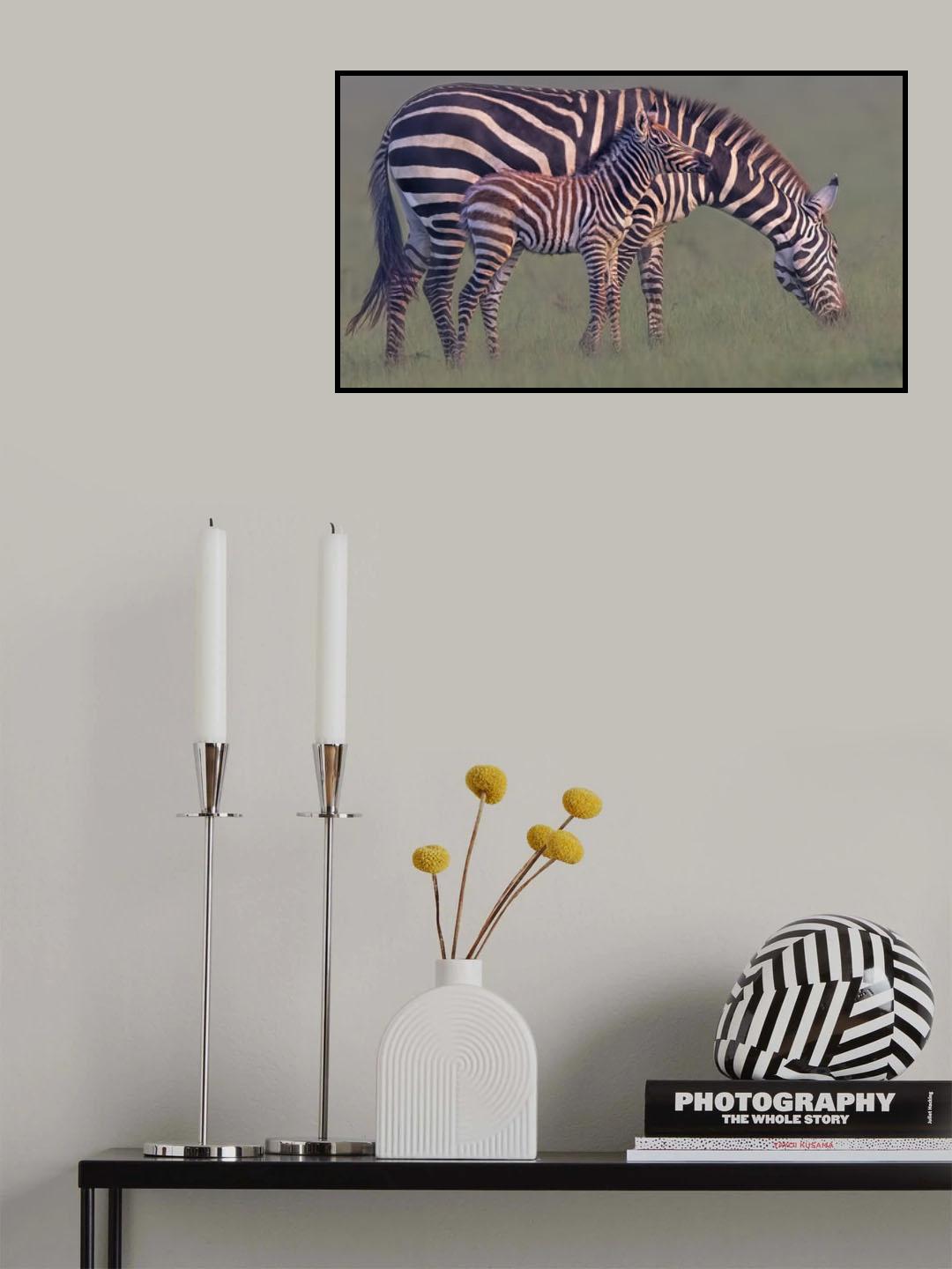 Baby Zebra Poster och Canvastavla
