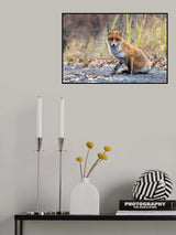 Stunned fox Poster och Canvastavla