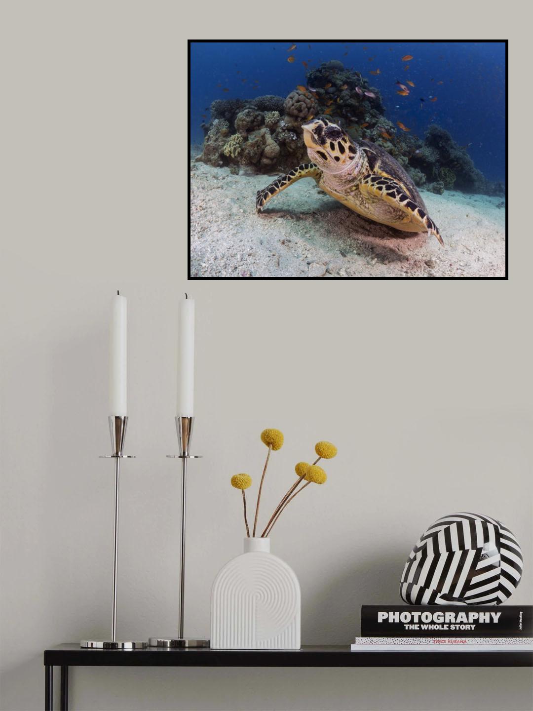 Hawksbill Turtle Poster och Canvastavla