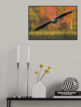 Glide Poster och Canvastavla