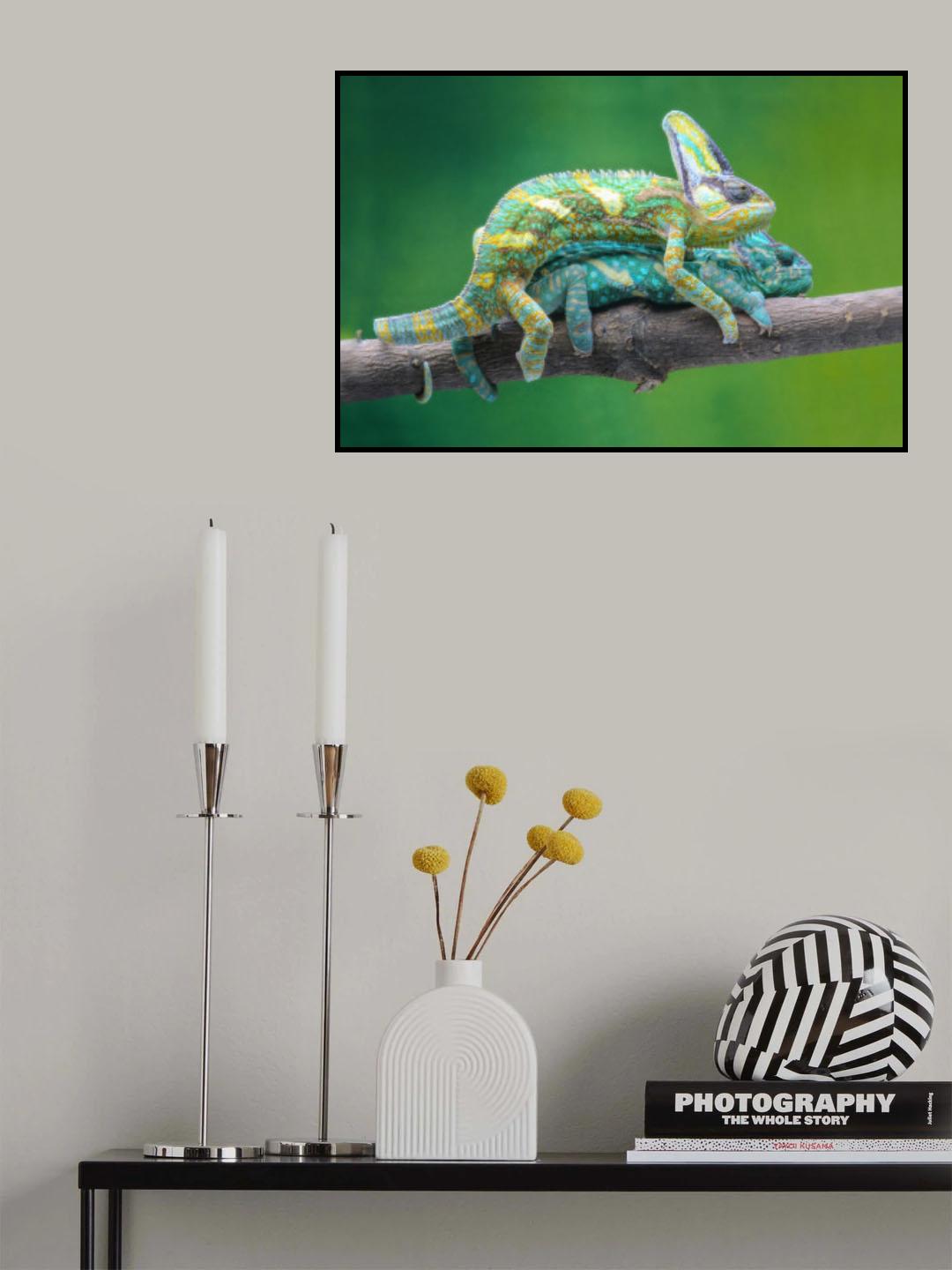 vield chameleon mating Poster och Canvastavla