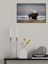 Bald Eagle Poster och Canvastavla