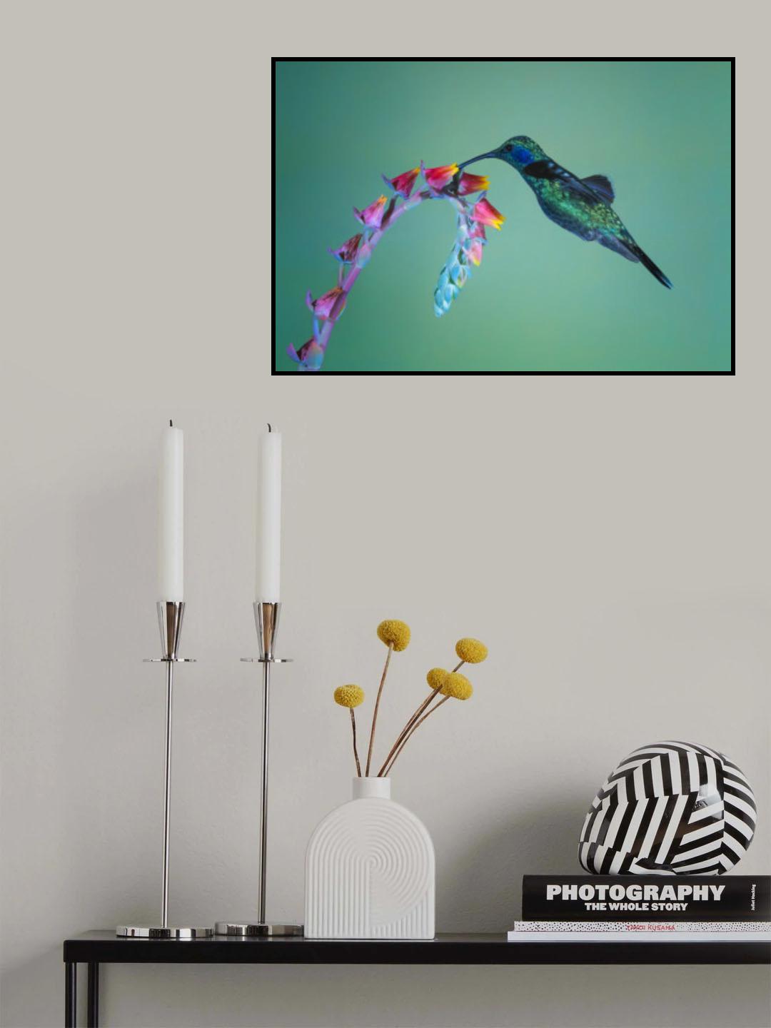 Lesser Violetear Poster och Canvastavla