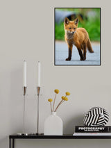 Red Fox Poster och Canvastavla