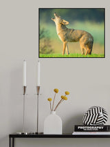 Coyotes howling Poster och Canvastavla