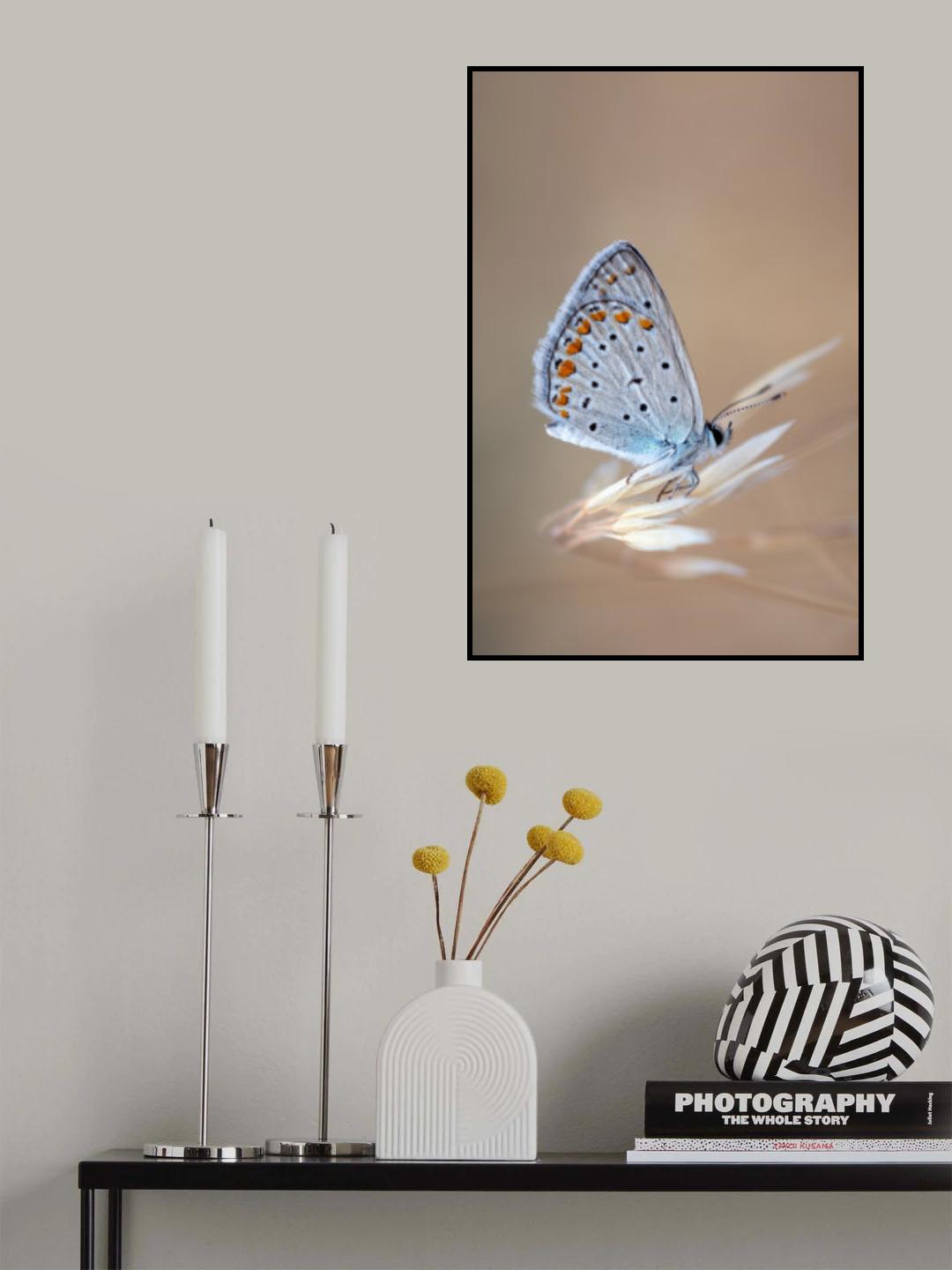 Polyommatus Icarus (Male) Poster och Canvastavla