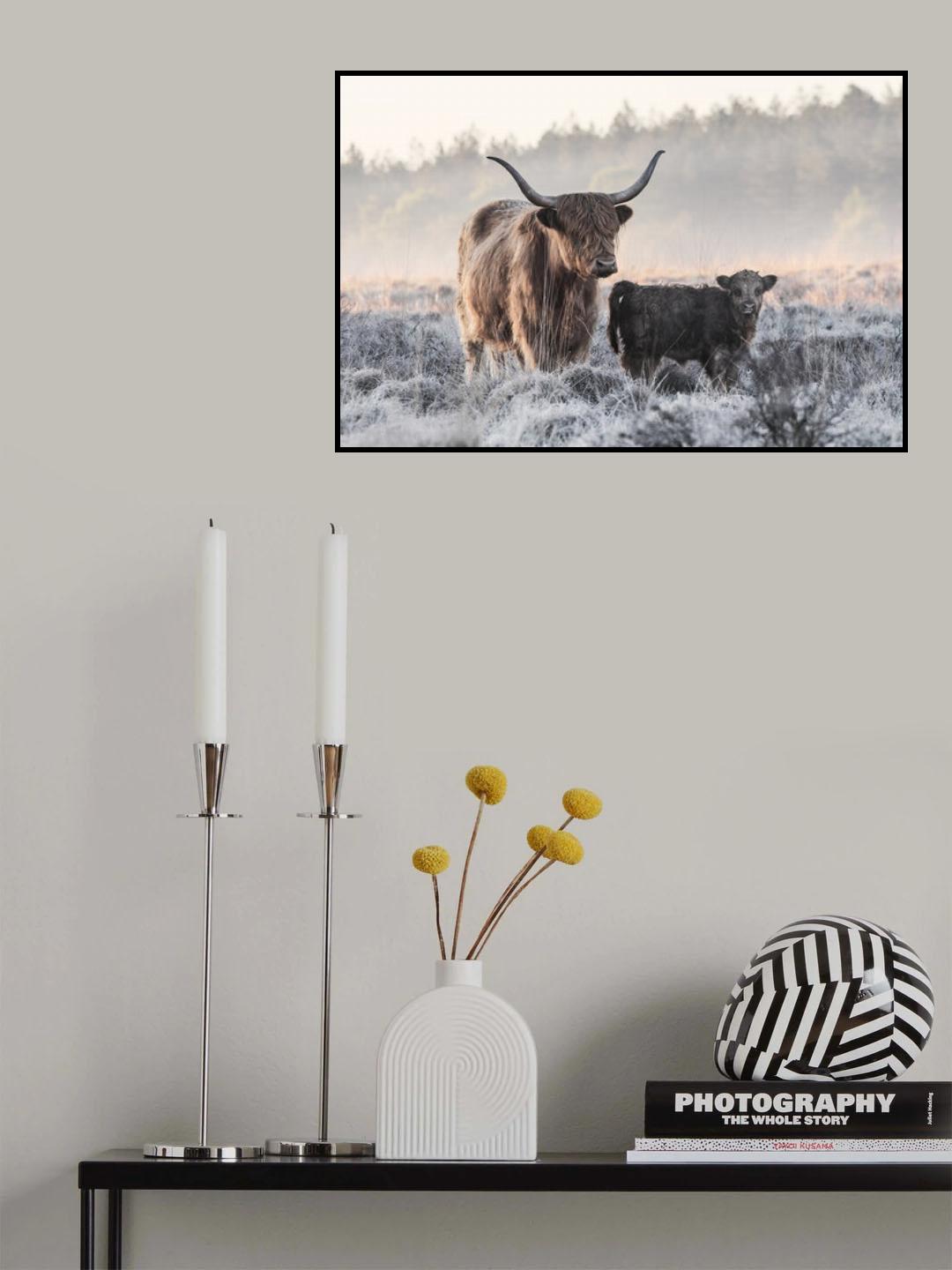 Highlander and Calf Poster och Canvastavla