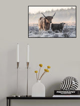Highlander and Calf Poster och Canvastavla