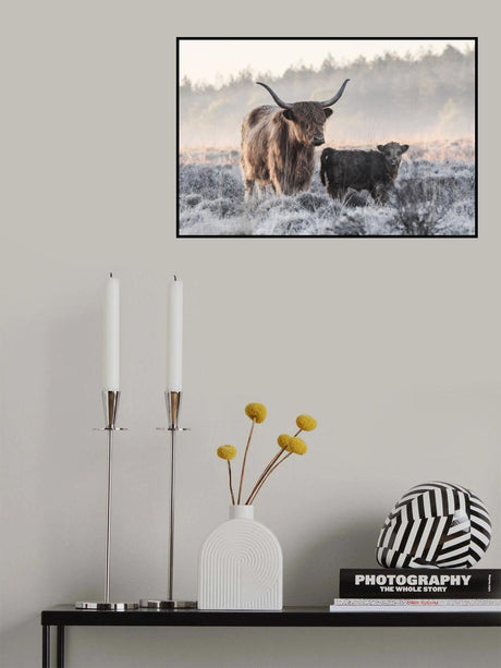 Highlander and Calf Poster och Canvastavla