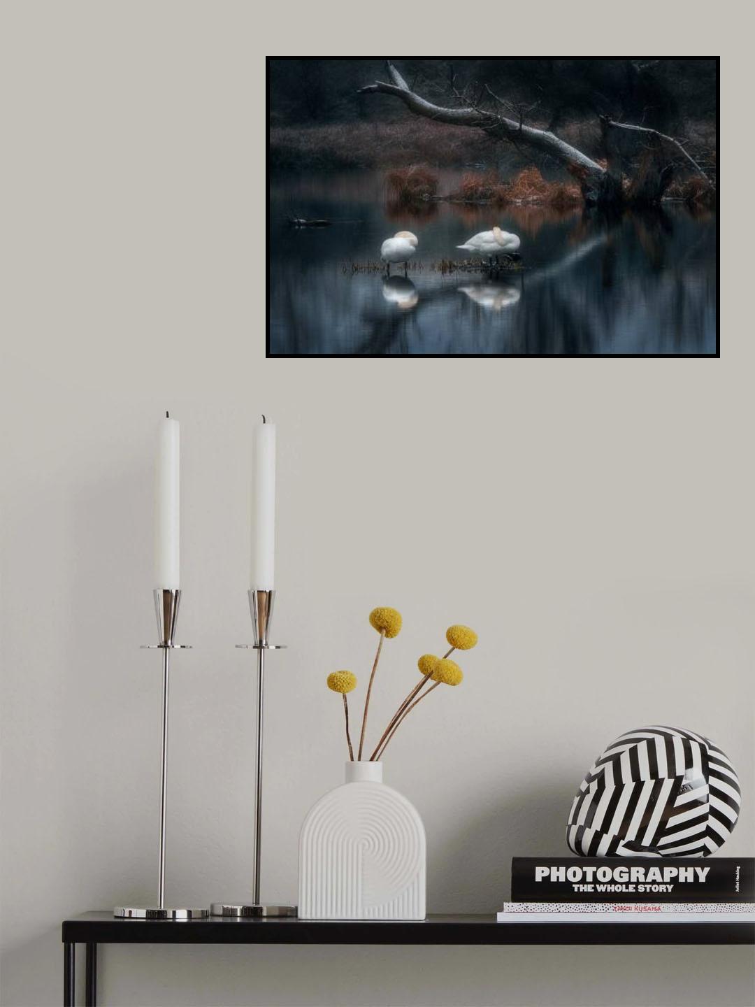 Sleeping swans Poster och Canvastavla