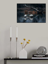 Sleeping swans Poster och Canvastavla