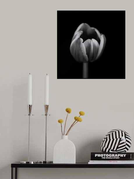 Tulip in mono Poster och Canvastavla
