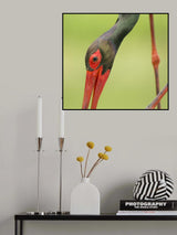 Black stork...to close Poster och Canvastavla