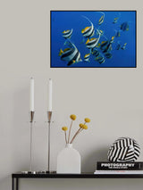 Schooling Bannerfishes Poster och Canvastavla