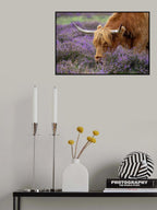 Highland Graze Poster och Canvastavla