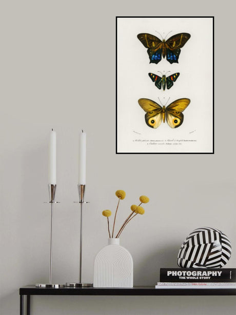 Different Types of Butterflies III Poster och Canvastavla