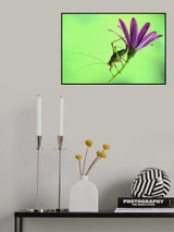 Katydid Poster och Canvastavla