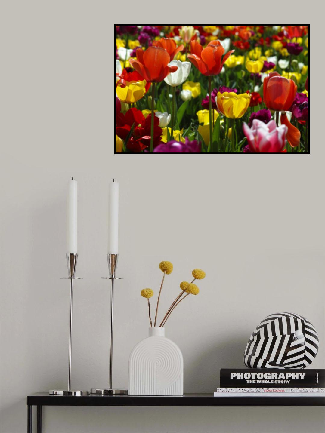 colorful tulips Poster och Canvastavla