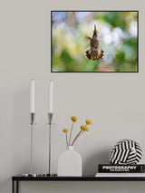 Calypte anna - Hummingbird Poster och Canvastavla