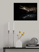 Baby Crocodile Poster och Canvastavla