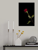 red rose isolated on black background Poster och Canvastavla