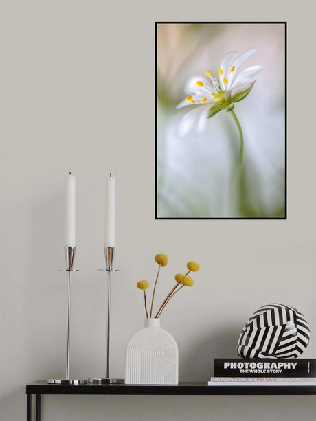 Stitchwort soft Poster och Canvastavla