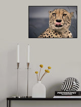 ...tongue out!... Poster och Canvastavla