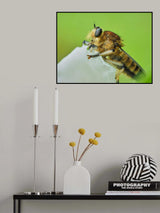 Shioya horsefly Poster och Canvastavla