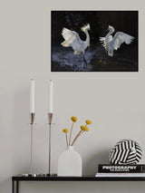 Egret Poster och Canvastavla