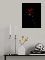 red rose isolated on black background Poster och Canvastavla