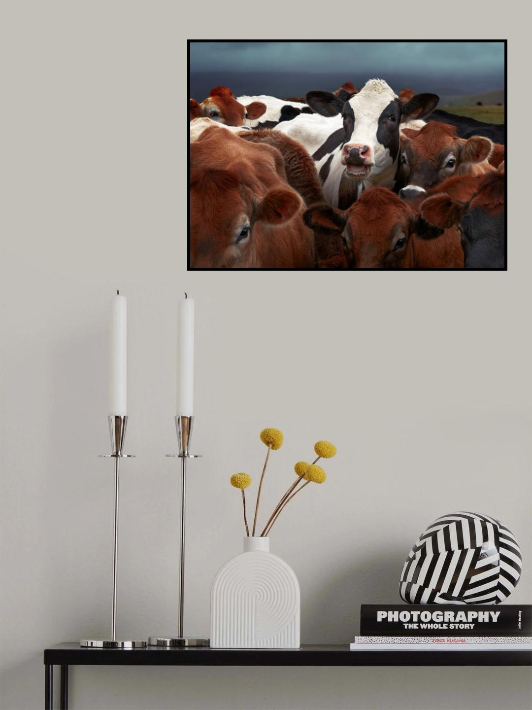 Laughing Cow Poster och Canvastavla