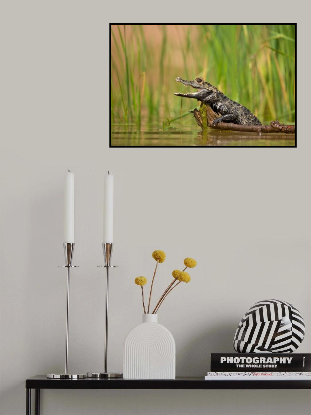 Dwarf crocodile Poster och Canvastavla