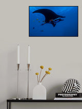Black Manta fly with his fans Poster och Canvastavla