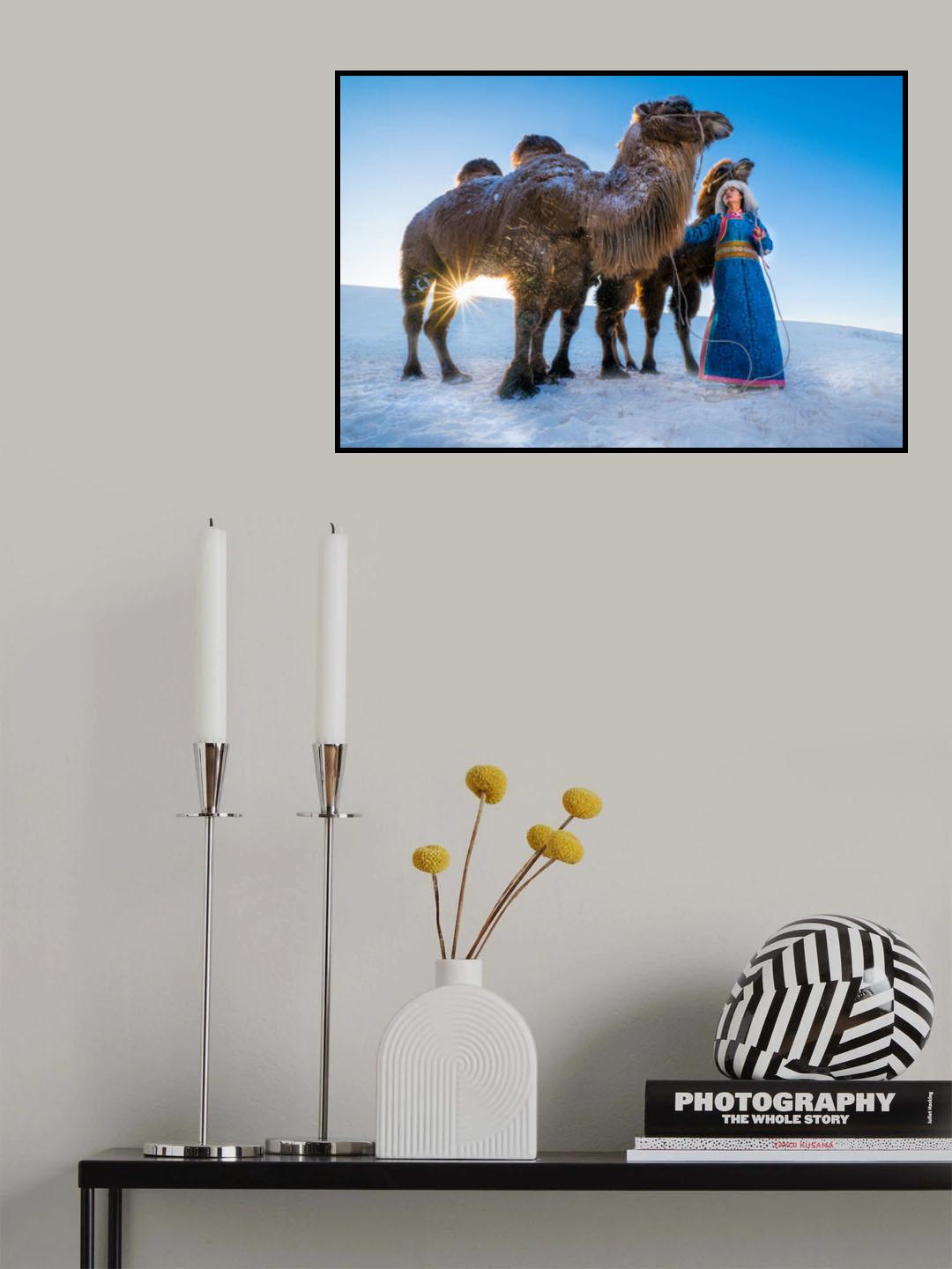 Girl and camels Poster och Canvastavla