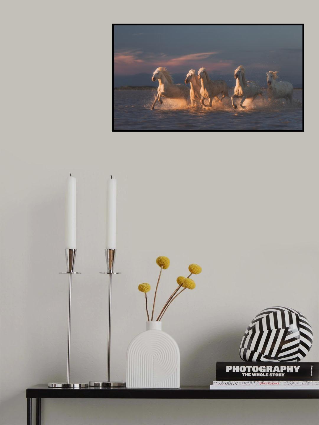 Camargue horses on sunset Poster och Canvastavla