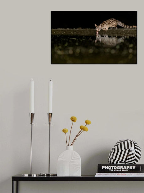 Civet cat at night Poster och Canvastavla