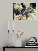 Mating Mandarin Fish Poster och Canvastavla