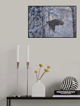 Great Grey Poster och Canvastavla