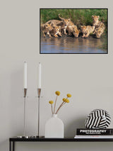 Kitten day care Poster och Canvastavla